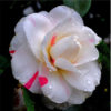 Камелия (Camellia). Описание, виды и уход за камелией